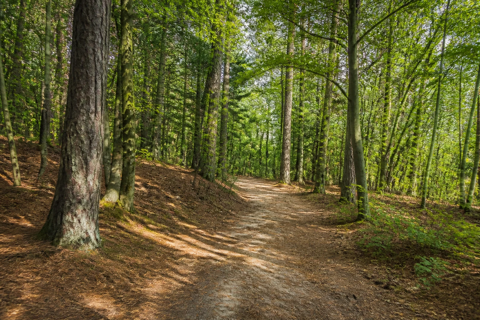 Sandiger Waldweg durch den Mischwald der Haard