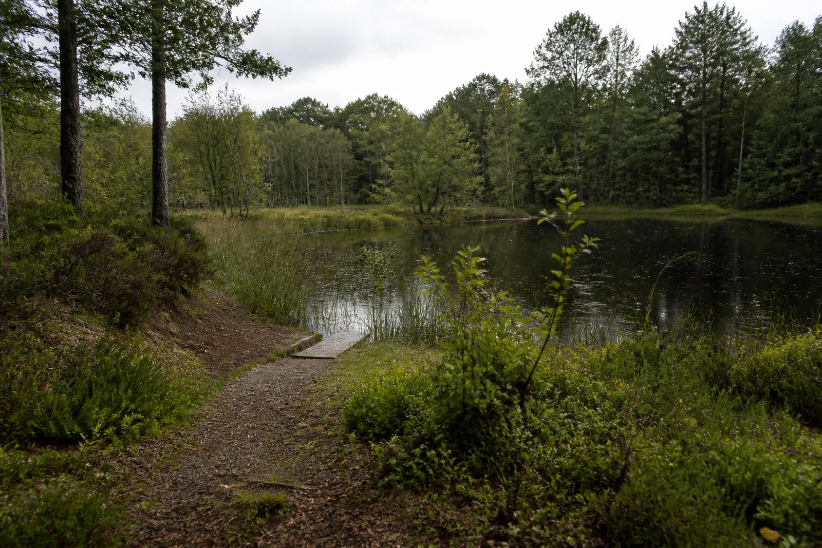 Dunkler Moorsee im Diersfordter Wald am westlichen Rand der Hohe Mark