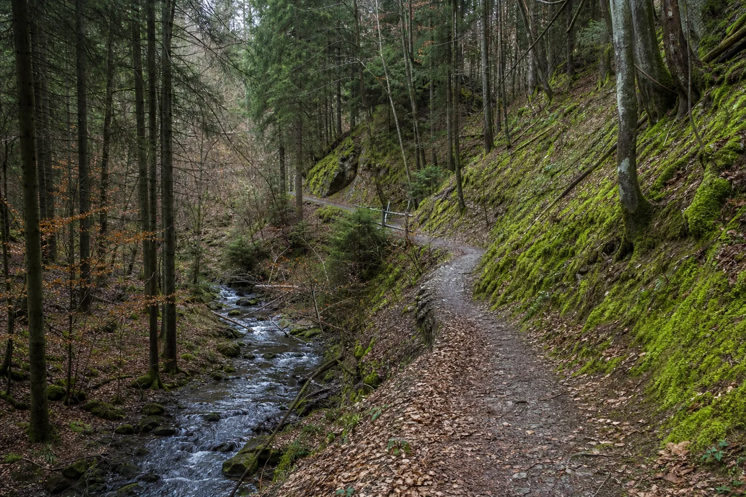 Waldpfad im Hesselbachtal