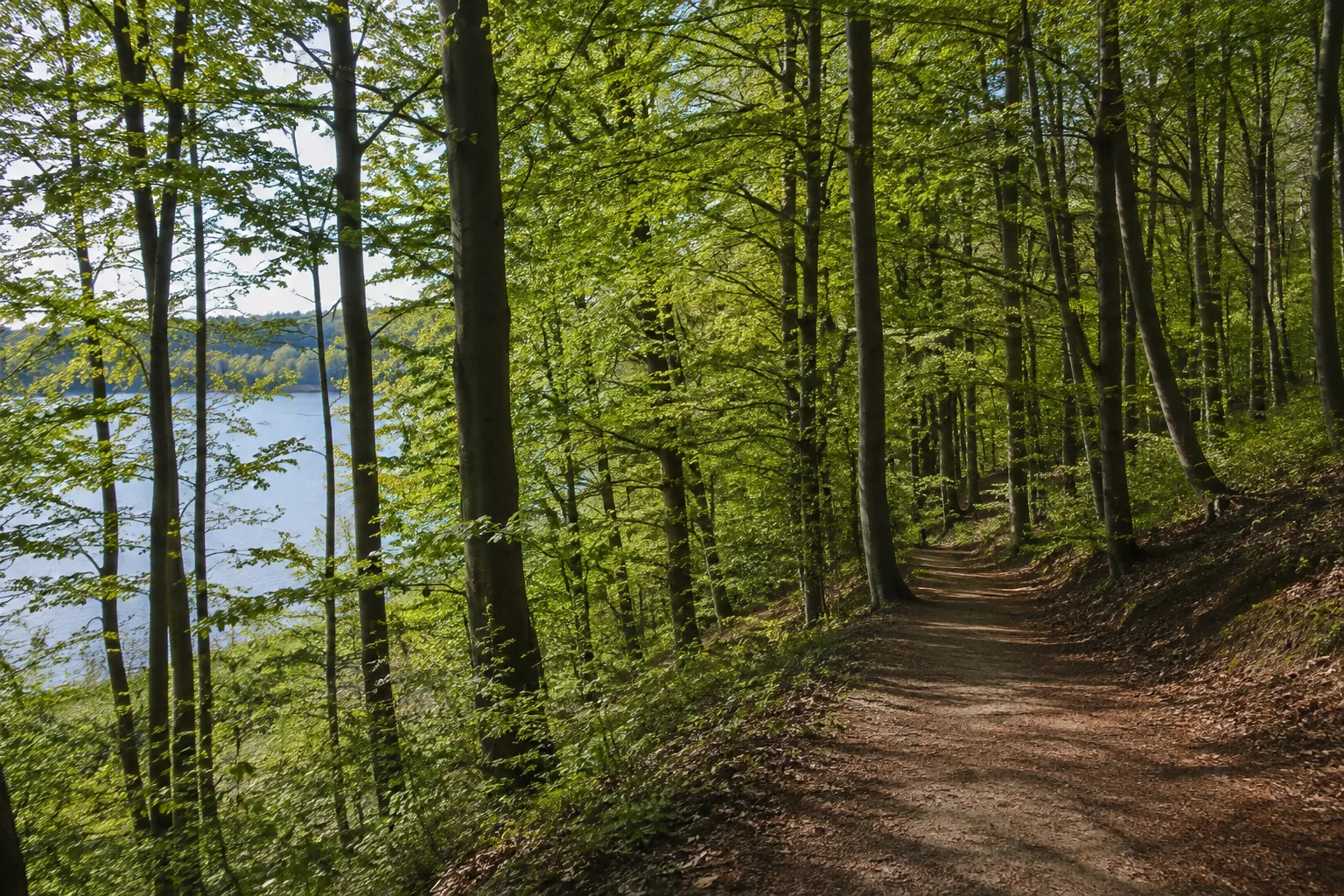 Malente: Buchenwaldweg zwischen Kellersee und sanften Hügeln