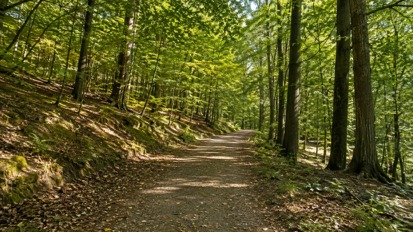 Homberg (Efze): Homberger Stadtwald Lichte: Breiter heller Waldweg durch sommerlichen Buchen- und Eichenwald auf niedrigen Hügeln