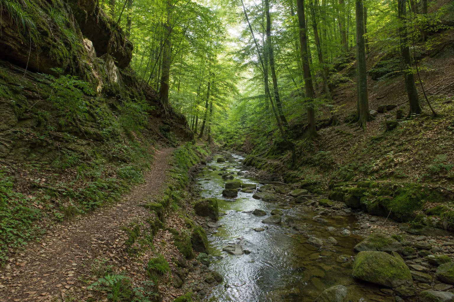 Schmaler Waldpfad entlang des steinigen Silberbachs