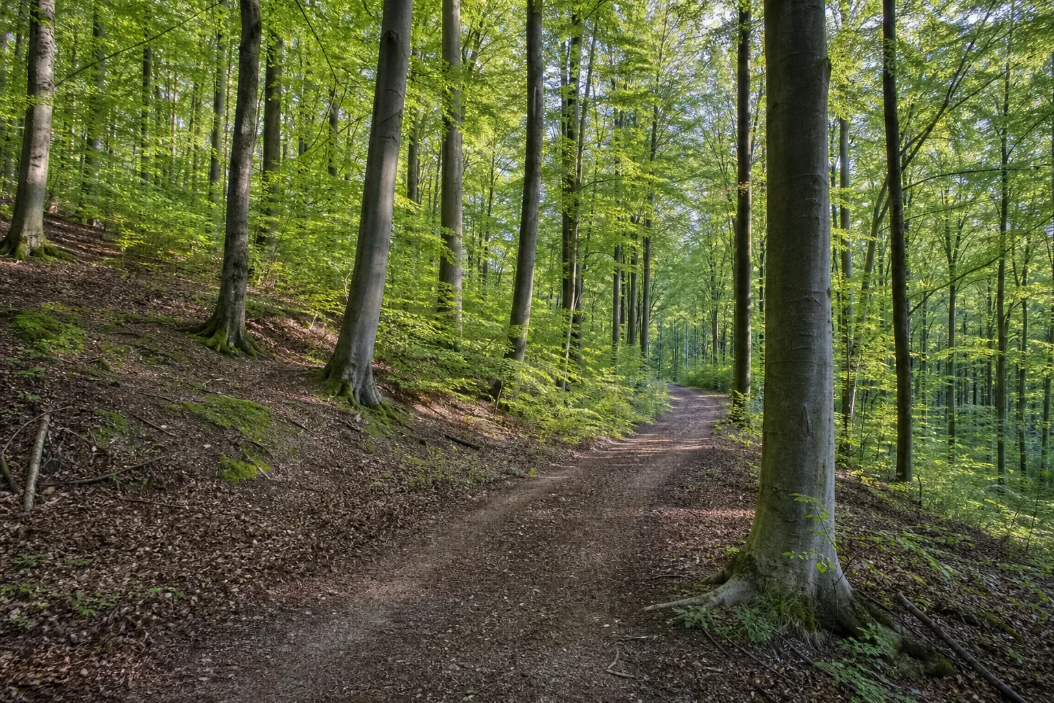 Herrenholz und Alst beim Wandern in Horstmar