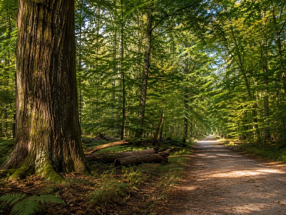 Hasbruch bei Vielstedt: Sehr alte dickstämmige Eichen und Buchen, liegendes Totholz im Unterholz, breiter sandiger Waldweg im flachen Wald