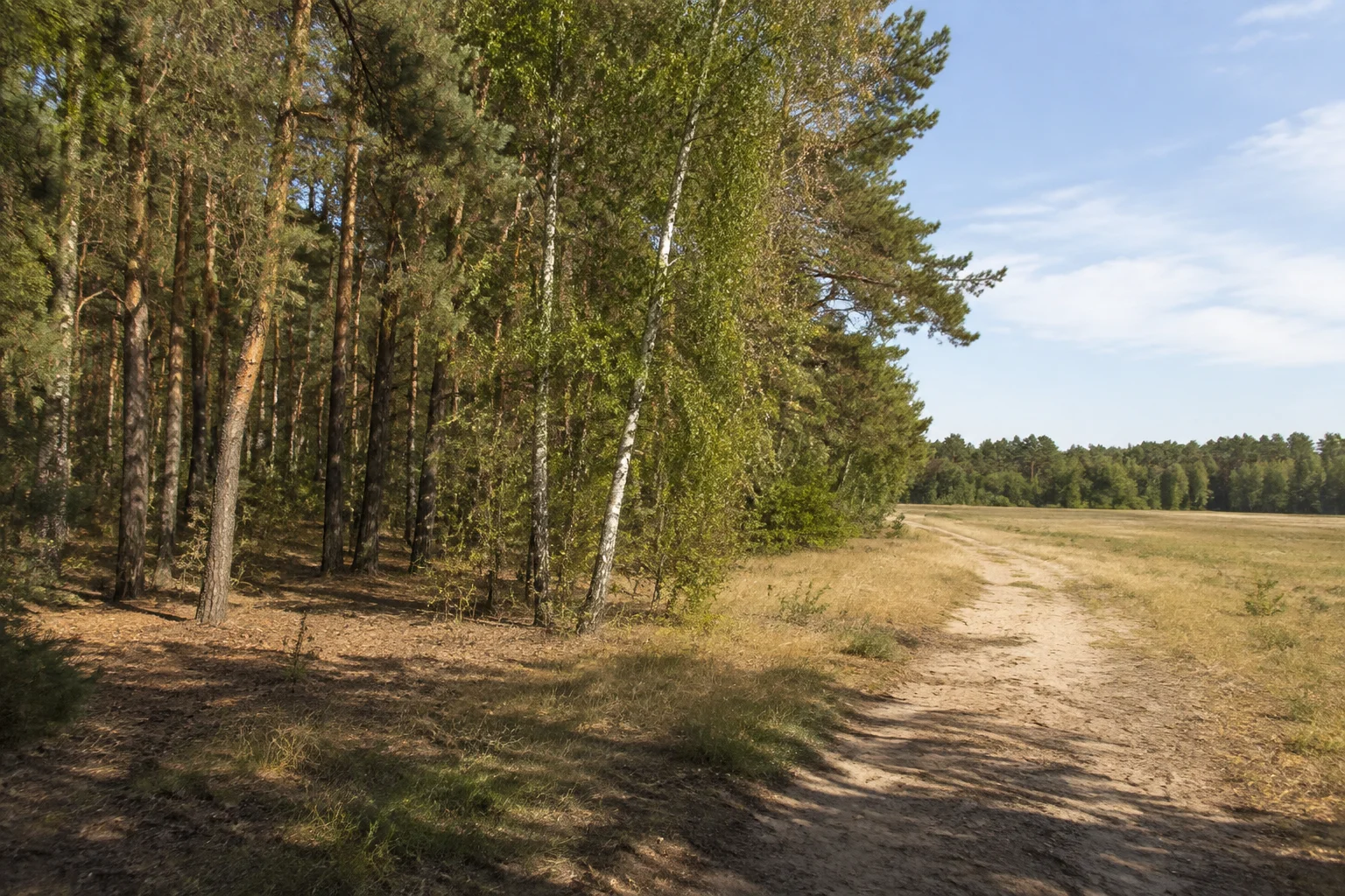 Kiefern und Birken am sandigen Waldrand bei Lorup