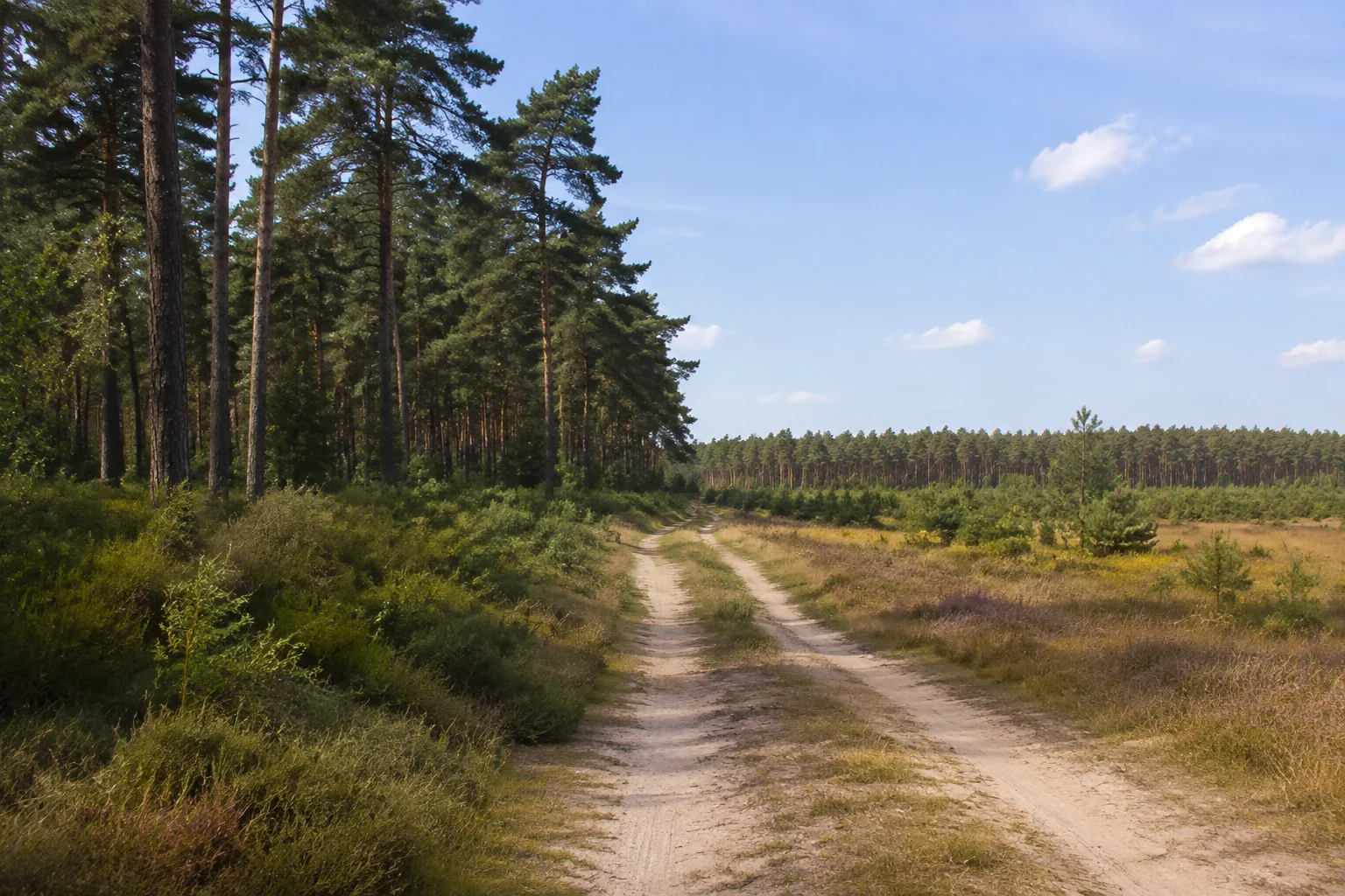 Hümmling: Sögel Ortsmitte: Sanfte Geest bei Sögel mit sandigem Feldweg und Kiefernwald
