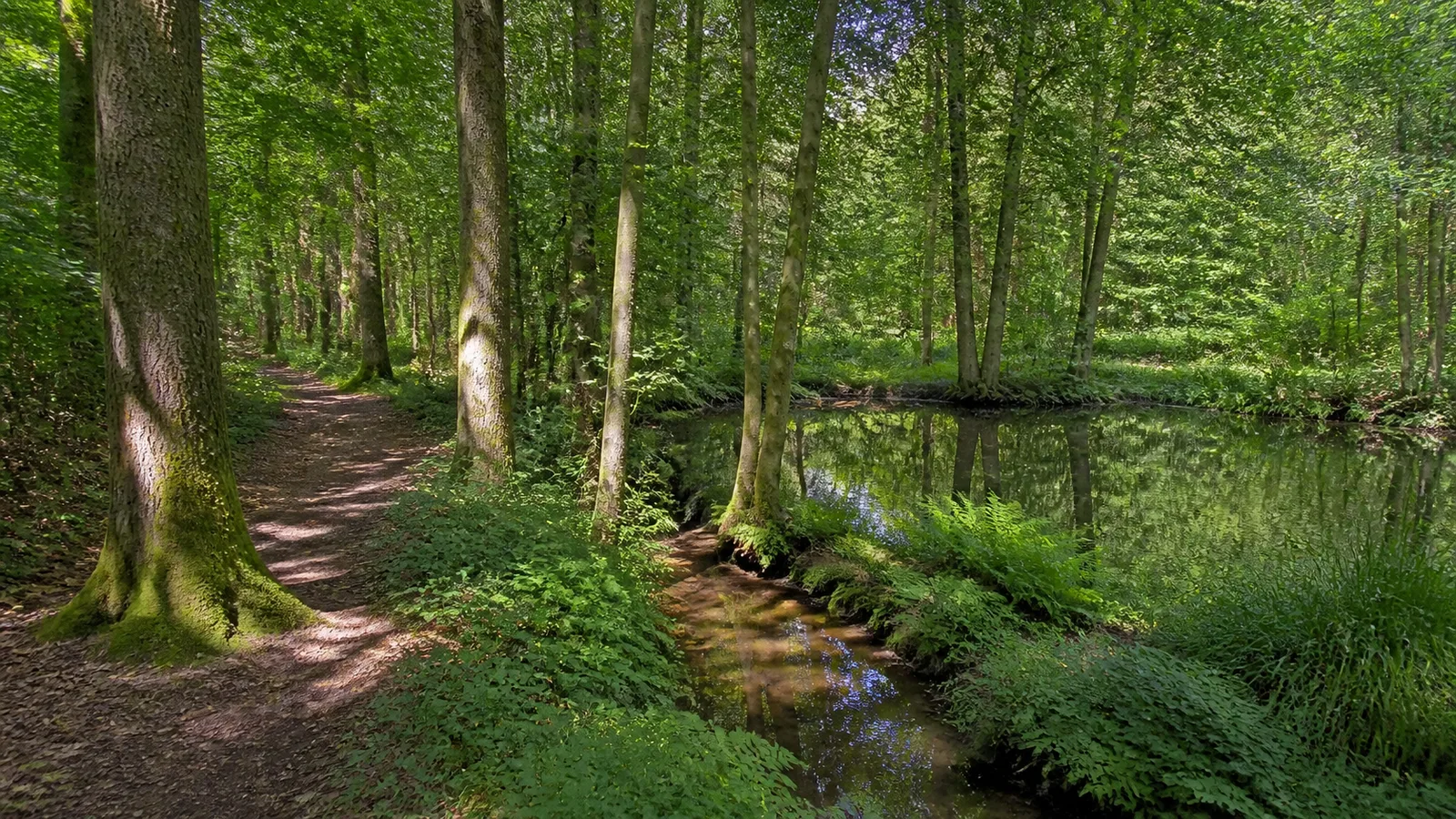 Waldweg am Gartroper Mühlenbach bei Hünxe