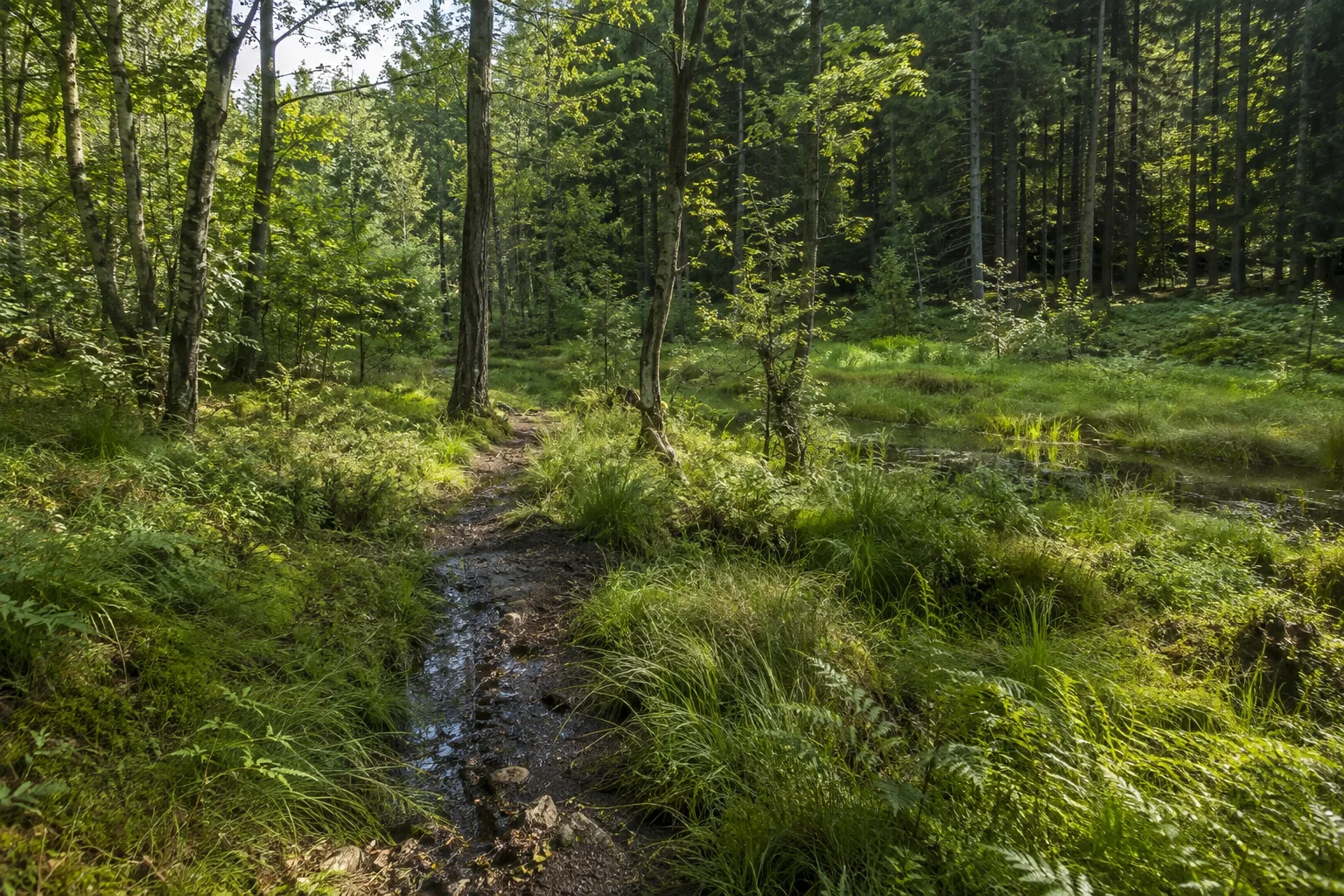 Idarwald: dichte Wälder, Moore und Bachmulden