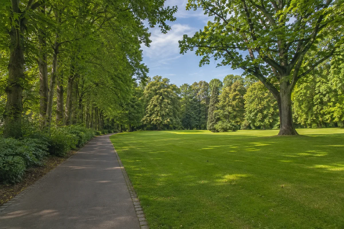 Husumer Schlosspark: Ebener Parkweg unter alten Laubbäumen mit weiten Rasenflächen, keine erfundene Schlossarchitektur