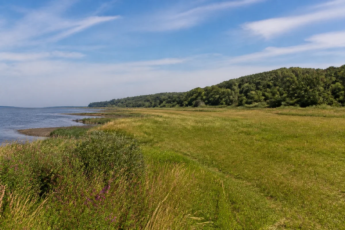 Husum: Husum: Schobüller Küste: Flache grüne Küstenwiese vor bewaldetem niedrigem Geesthang am Wattenmeer, kein hoher Seedeich