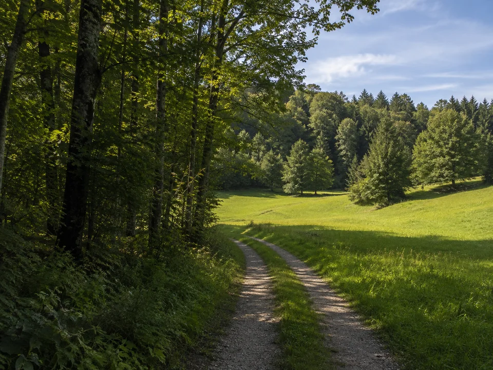 Irschenhausen bei Icking: schattiger Mischwald und kleine Wiesenlichtung mit ländlichem Wanderweg