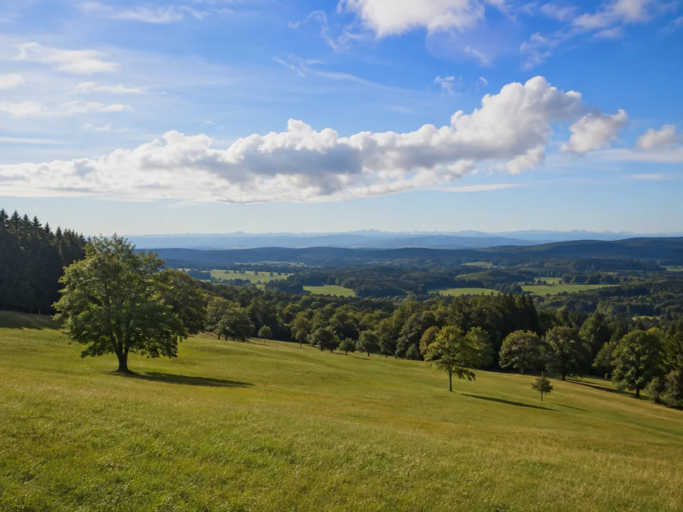 Dorfener Höhe bei Icking: weites hügeliges Grünland mit einzelnen Bäumen, Wolkenhimmel und nur fernem Alpenhorizont