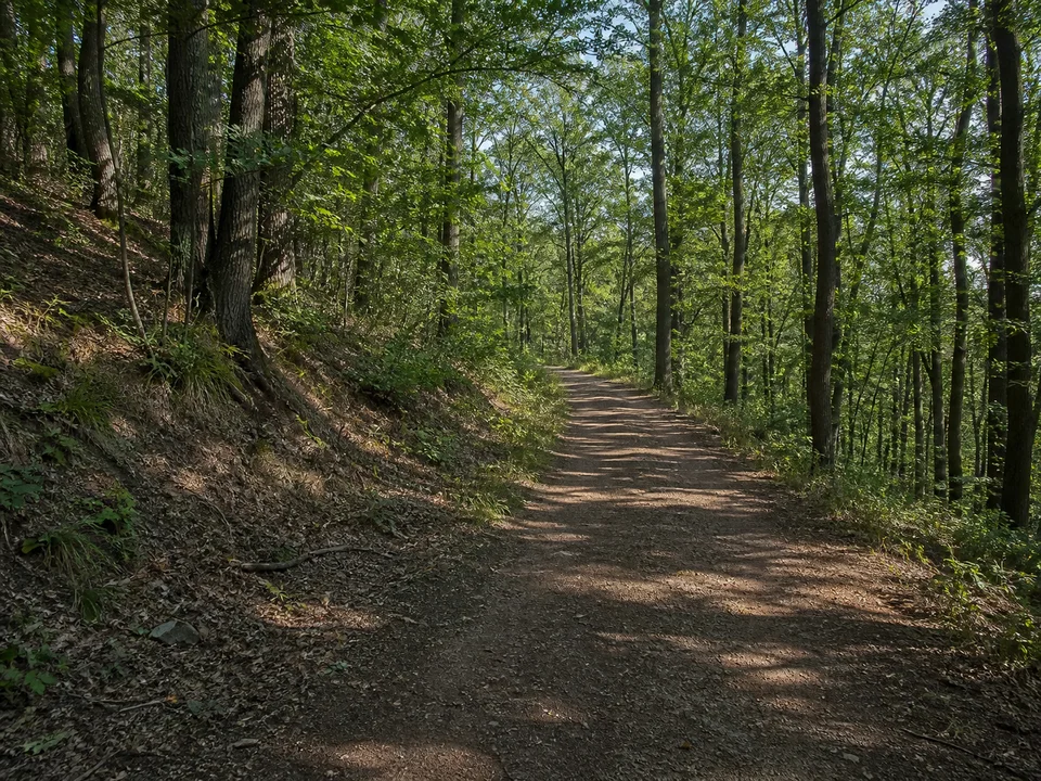 Heftricher Waldhänge: Breiter erdiger Weg durch Eichen- und Buchenwald auf einem niedrigen Mittelgebirgshang
