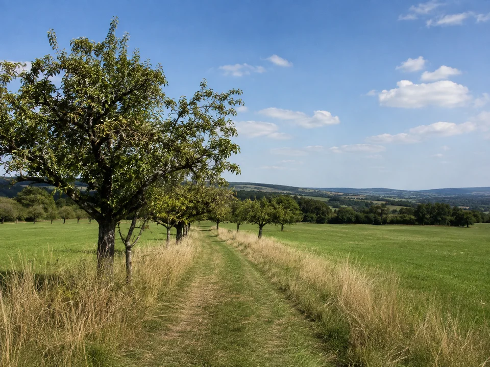 Wiesen bei Walsdorf: Grüner Wiesenweg zwischen Streuobstbäumen und offenen Weiden mit flachem Hügellandhorizont