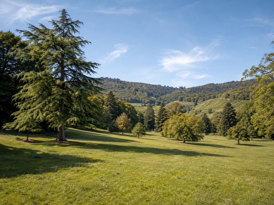 Liliental bei Ihringen: Offene grüne Arboretumswiese mit einzelnen großen alten Nadelbäumen und Laubbaumgruppen zwischen sanften Kaiserstuhlhügeln