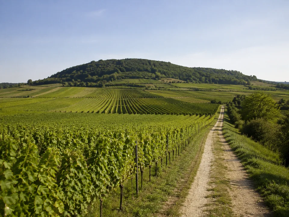 Weinberge bei Wasenweiler: Geordnete Rebreihen am flachen Ostfuß des Kaiserstuhls mit breitem Feldweg und niedriger bewaldeter Kuppe