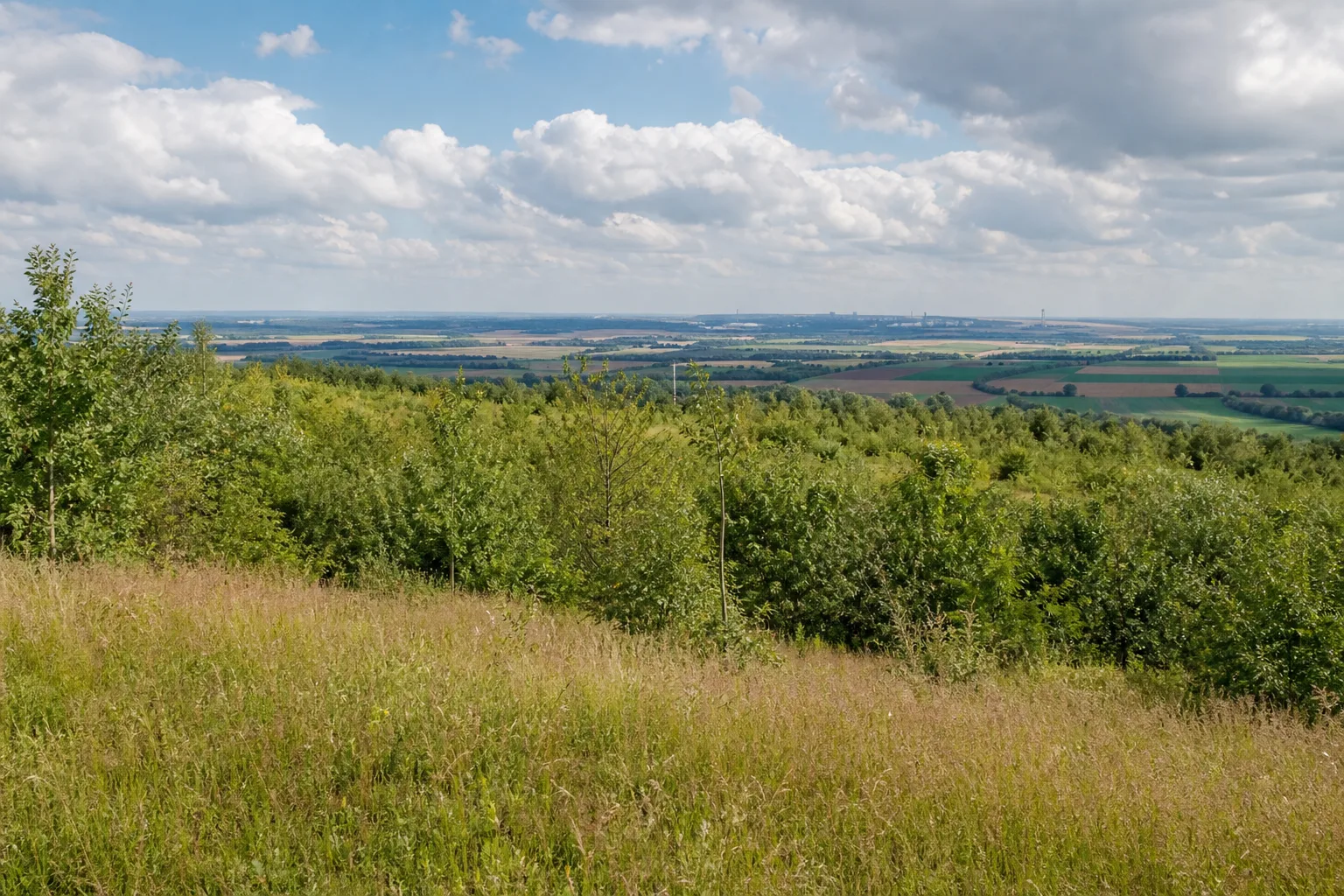 Sukzessionslandschaft auf der Goltsteinkuppe