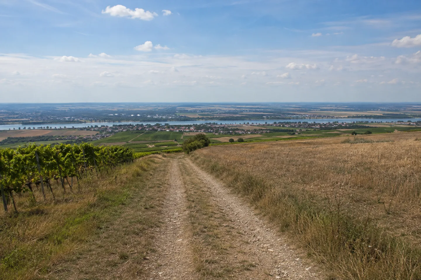 Offene Acker- und Rebhöhen am Mainzer Berg bei Wackernheim, Feldweg und breite Fernsicht.