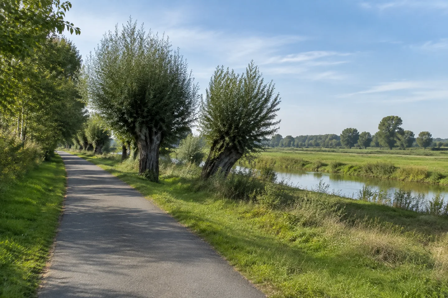 Flache Rheinrandwiesen bei Heidesheim mit Kopfweiden und befestigtem Weg, keine Berge.
