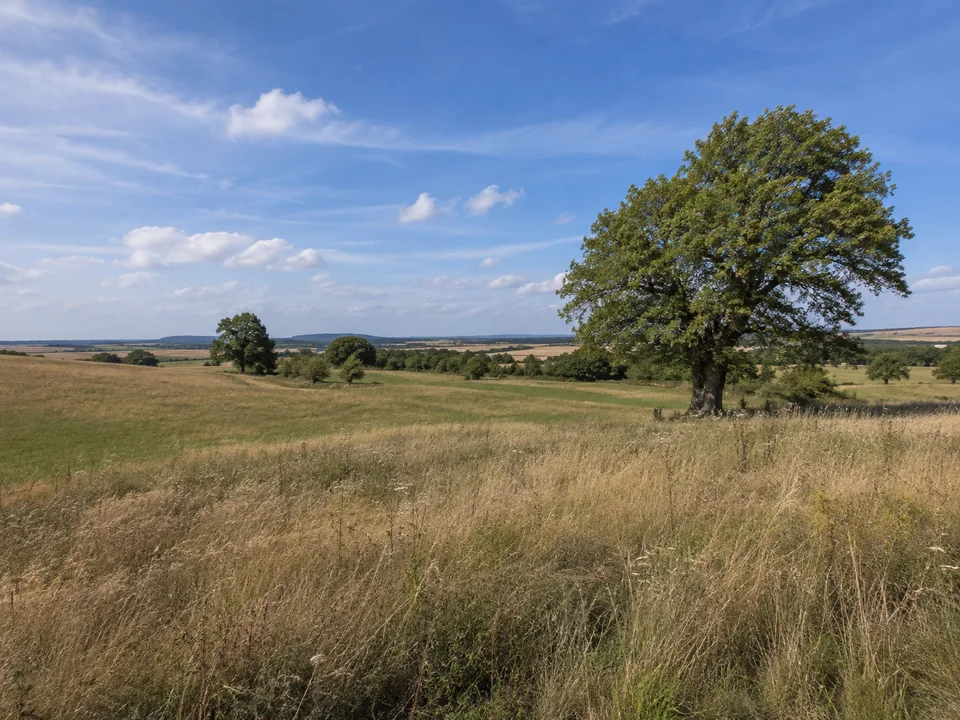 Wiesen bei Hellmitzheim: Flache bis leicht wellige Wiesen am Rand von Hellmitzheim mit einzelnen alten Eichen und weitem fränkischem Himmel