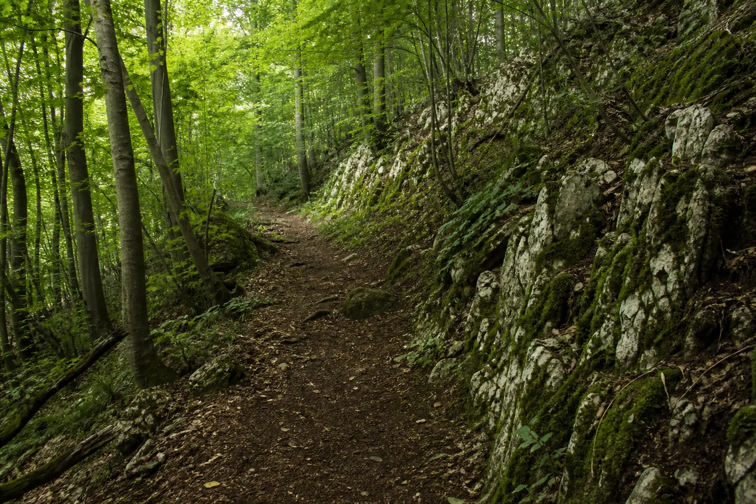 Waldpfad an hellen Kalkfelsen oberhalb der Dechenhöhle in Iserlohn