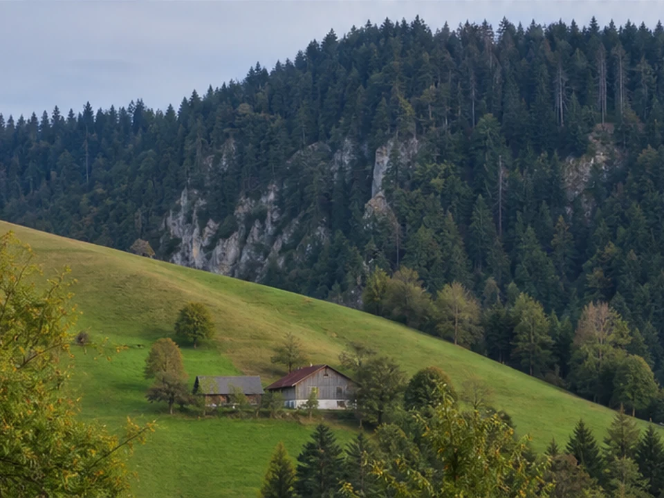 Adelegg: steiler Waldhang mit alter Wiesenlichtung