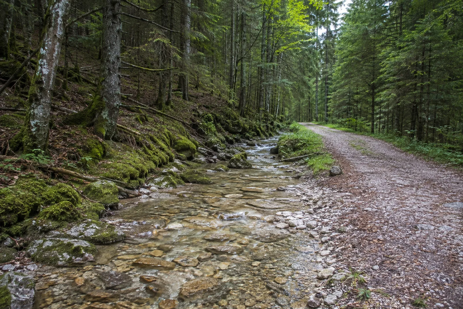 Niedernach: klarer Gebirgsbach im dichten Wald am Ostufer