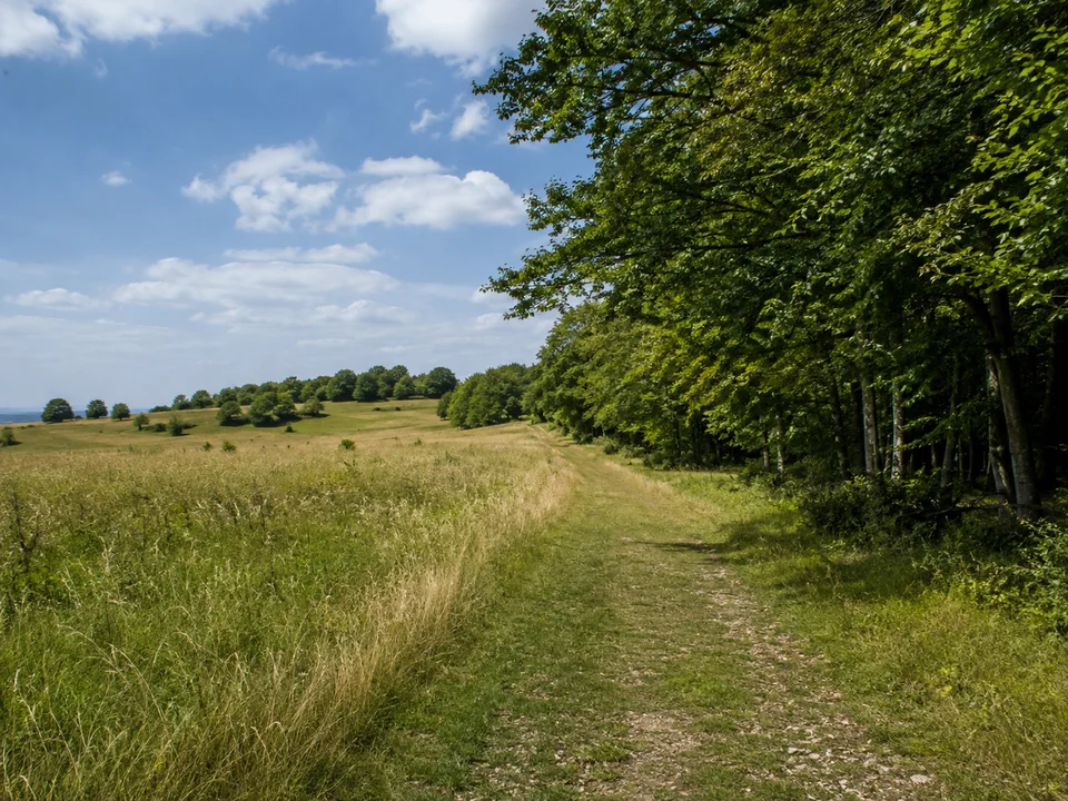 Hochfläche bei Closewitz: Breiter Weg zwischen offener Wiese und Buchenwald auf flach gewellter Kalkhochfläche