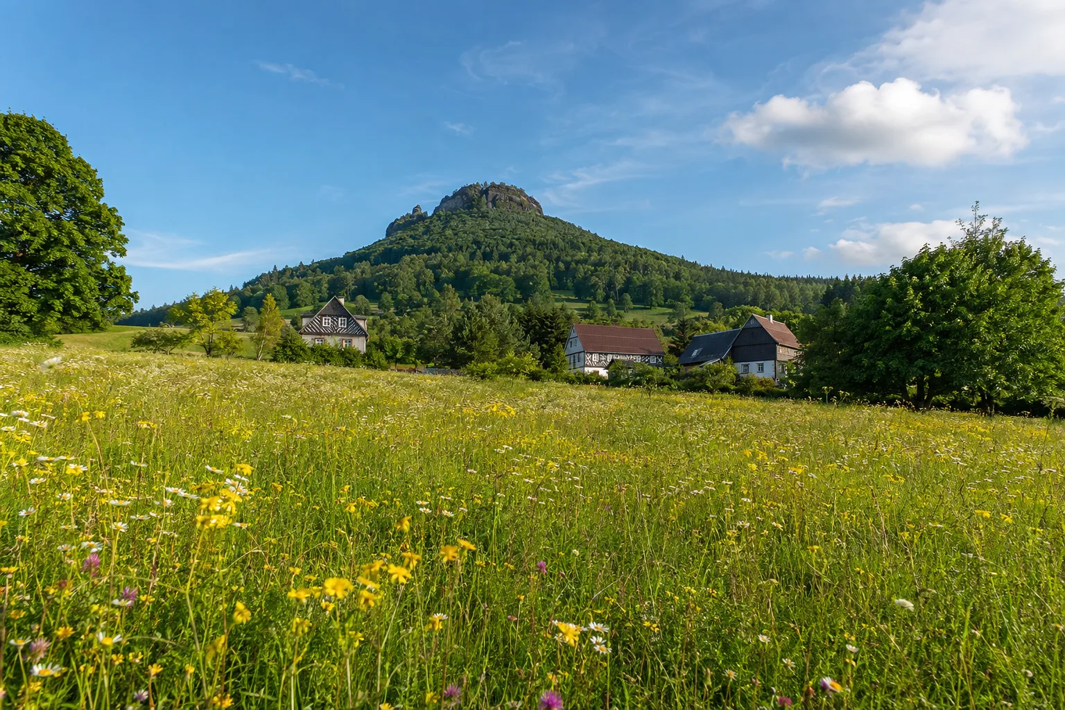 Lauschewiesen: blühende Bergwiese unter der bewaldeten Lausche