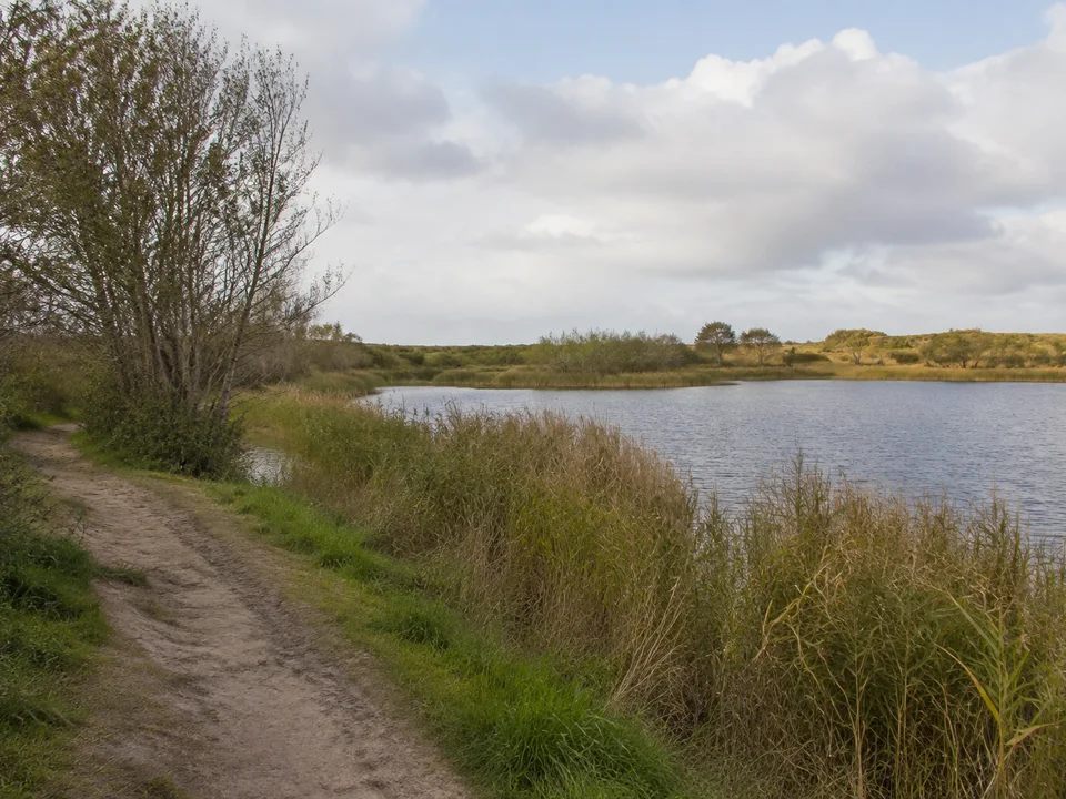 Juist: Dünengesäumter flacher Süßwassersee mit Schilf, niedrigen Weiden und Birken, vom Uferweg gesehen
