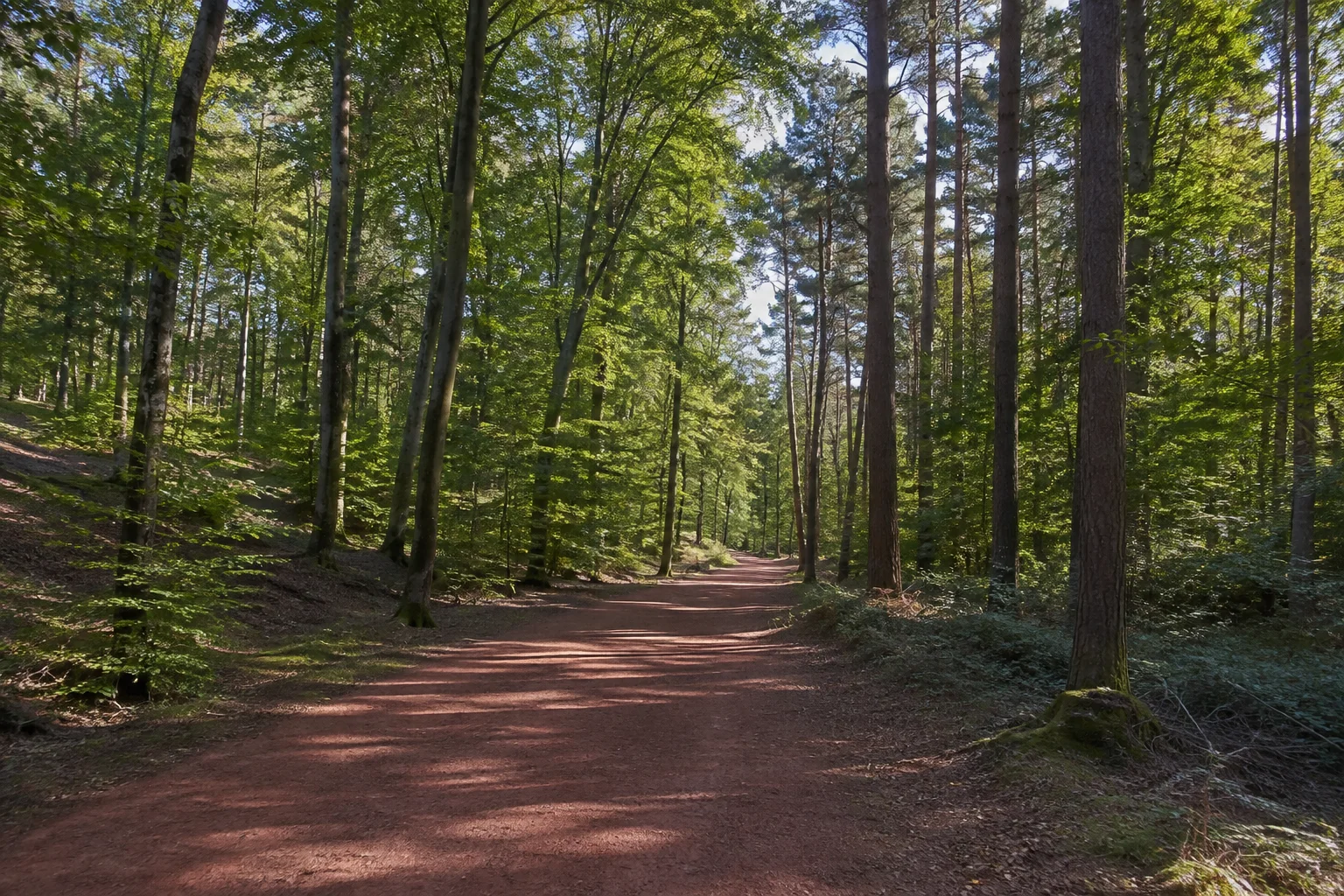 Kaiserslautern: Kaiserslautern: Kaiserslauterer Stadtwald: breiter Waldweg mit rötlichem Sandboden unter hohen Buchen und Kiefern, niedriger bewaldeter Höhenrücken.