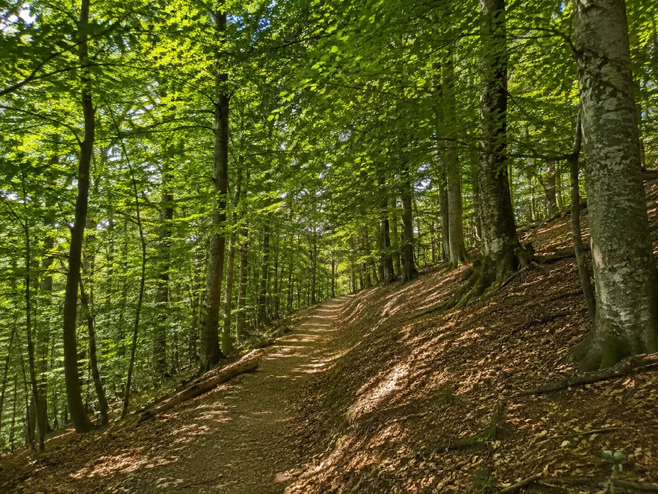 Wald am Vogelsangpass: Laubwaldweg an einer rundlichen Kaiserstuhlflanke mit Buchen, trockenem Laub und wechselndem Licht ohne Alpen