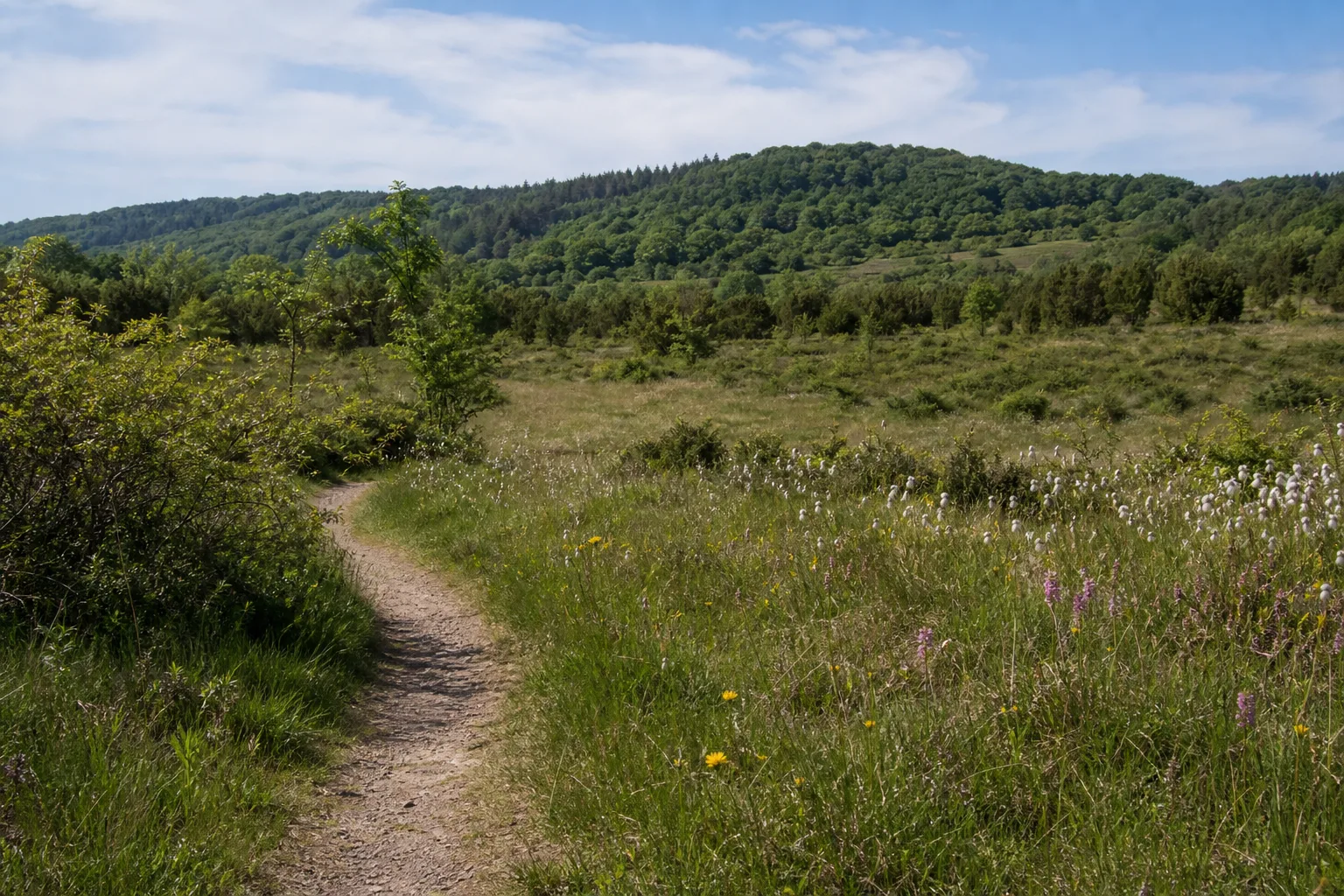 Naturpfad durch die Krekeler Heide bei Kall