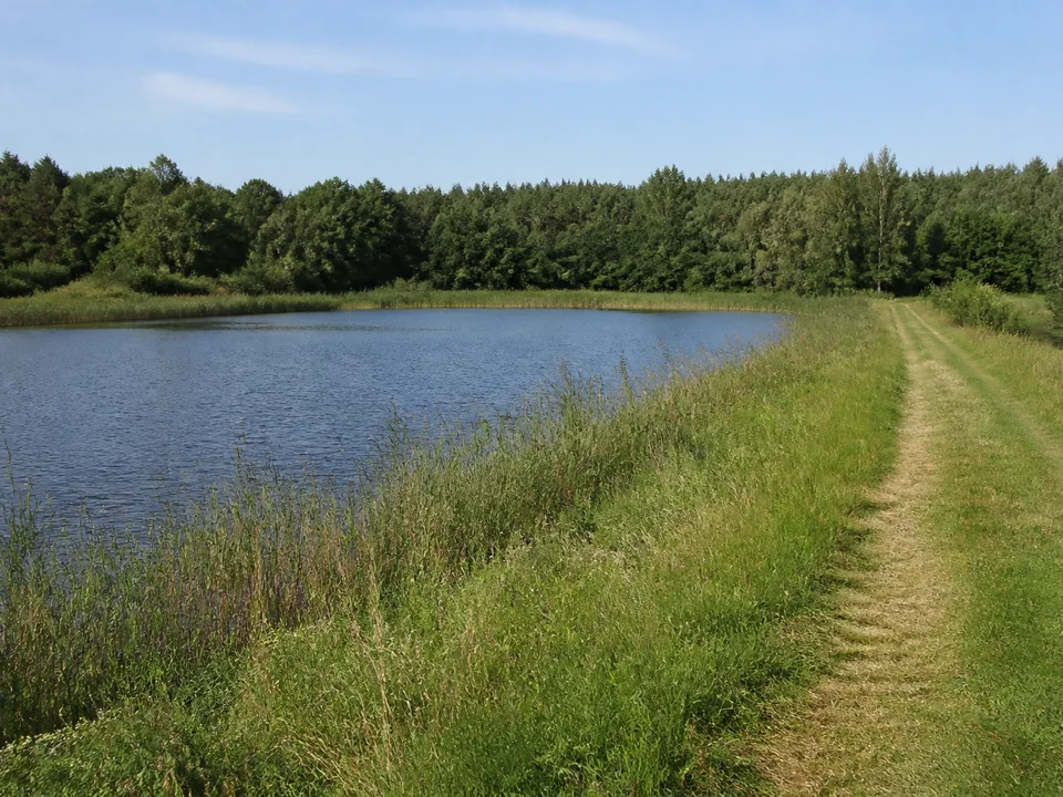 Deutschbaselitzer Teichlandschaft: großer flacher Teich mit Schilfufer, Waldsaum und grasigem Dammweg