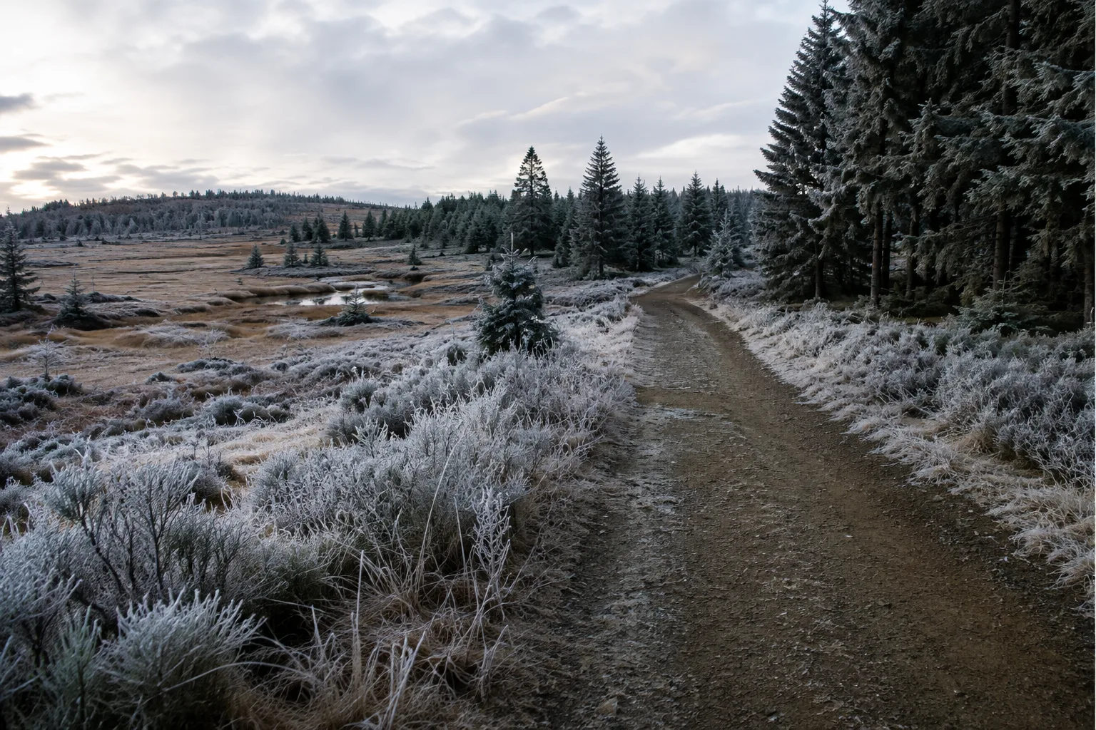 Erzgebirgskamm: breiter Waldweg im Raureif zwischen Hochmoorflächen