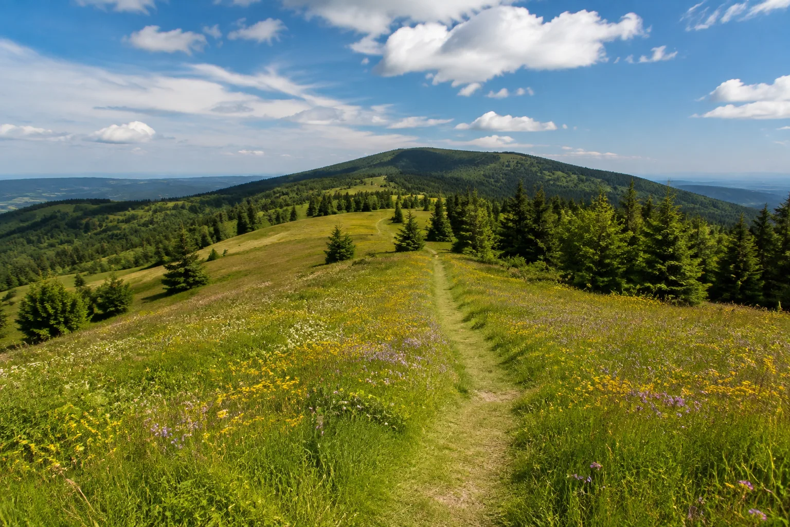 Kammweg Erzgebirge-Vogtland: Kammweg Erzgebirge-Vogtland: Kammweg-Hochfläche: markierter Naturweg über Bergwiesen und bewaldeten Rücken