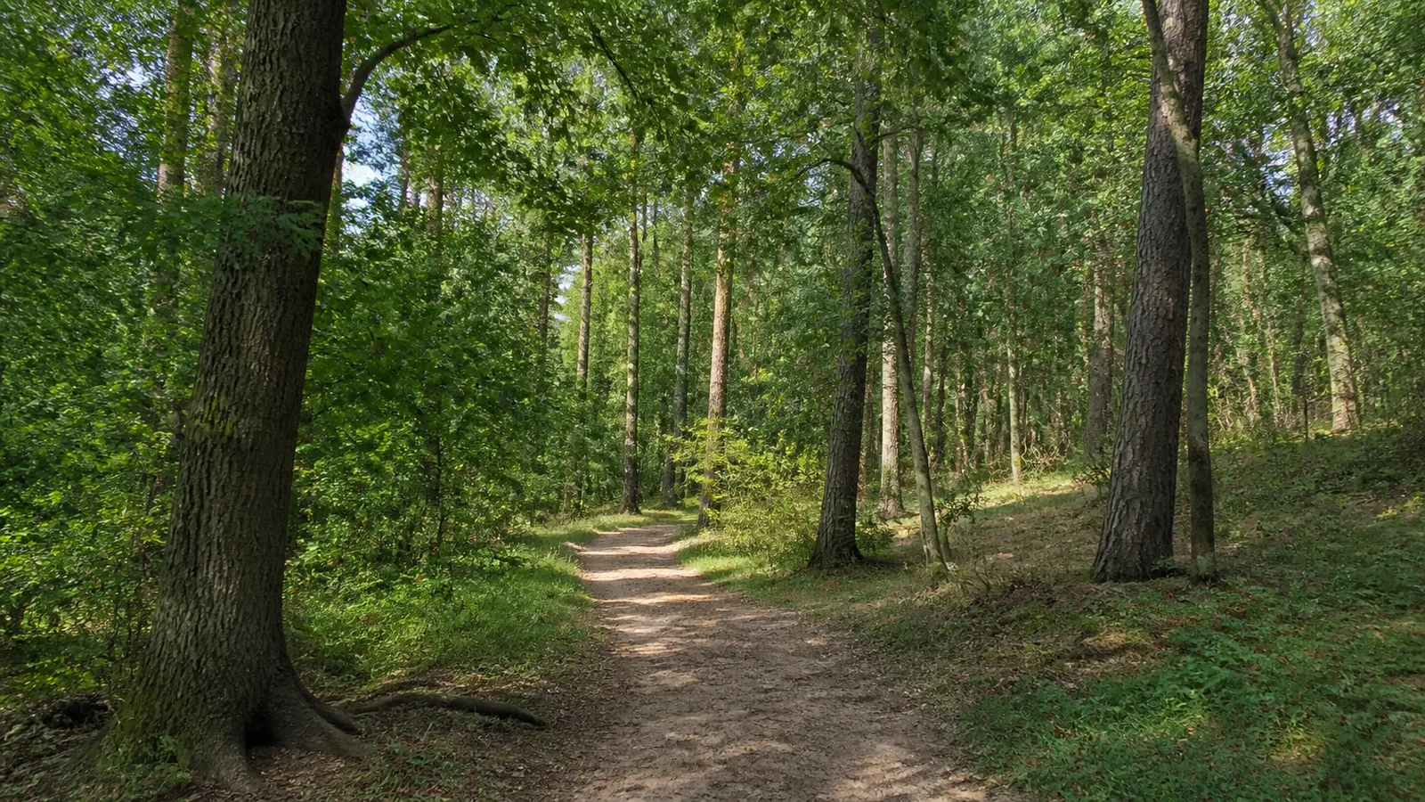 Kamp-Lintfort: Waldweg durch die Leucht bei Kamp-Lintfort