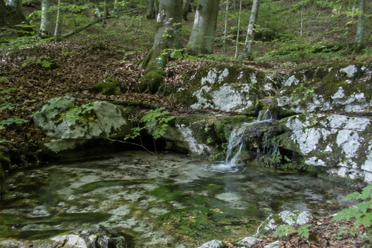 Gipskarst und Buchenwald bei Walkenried