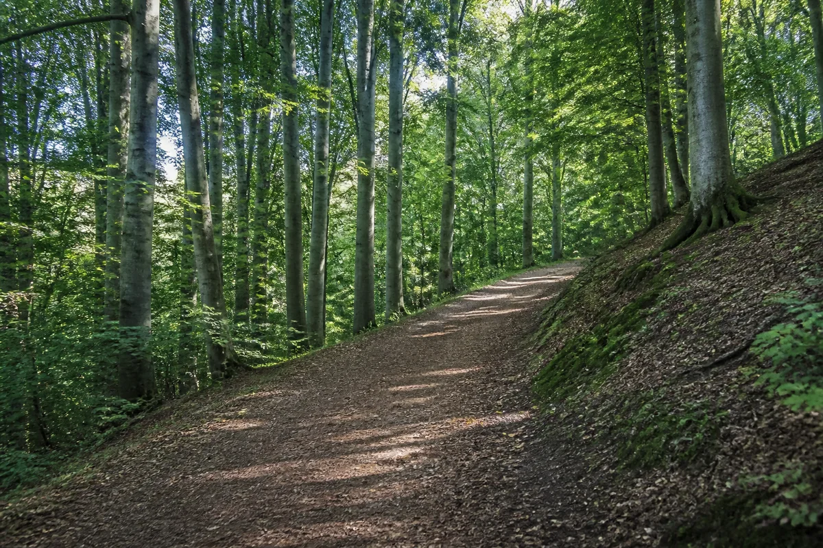 Hessenschanze: ansteigender Buchenwaldweg am westlichen Kasseler Stadtrand