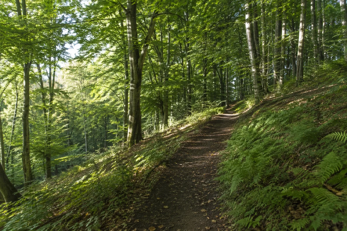 Söhre bei Wellerode: Buchenmischwaldweg mit Farnen und sanftem Anstieg