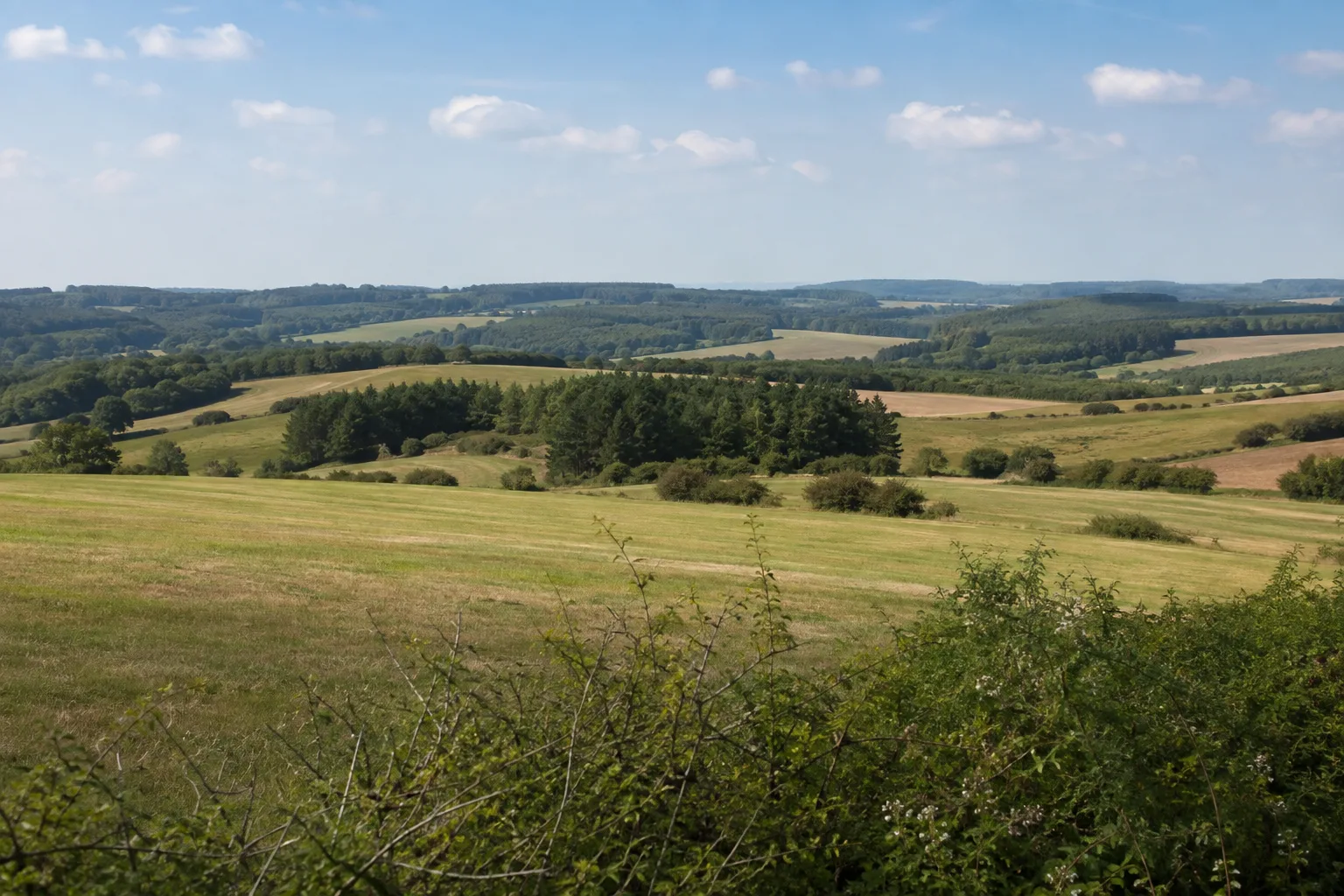 Beller Markt: offene Wiesen und Waldinseln