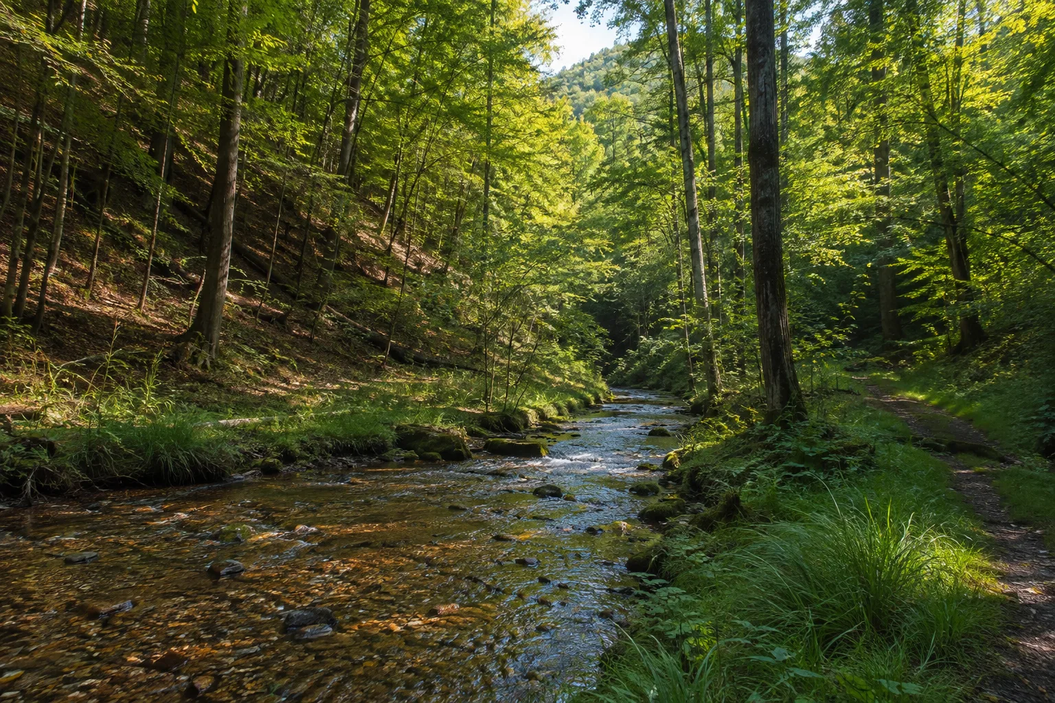 Dünnbachtal: enges Waldtal bei Mörsdorf