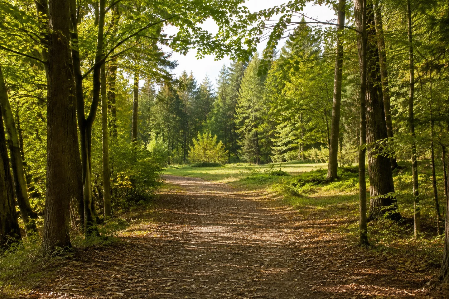 Neugablonzer Wald: ebener Mischwaldweg, Laubstreu und kleine Lichtung ohne Hochgebirge