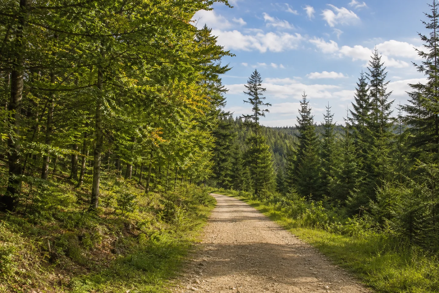 Kaufbeuren: Oberbeuren: Oberbeurer Spitalwald: sanfter bewaldeter Höhenzug, breiter Naturweg zwischen Buchen und Fichten