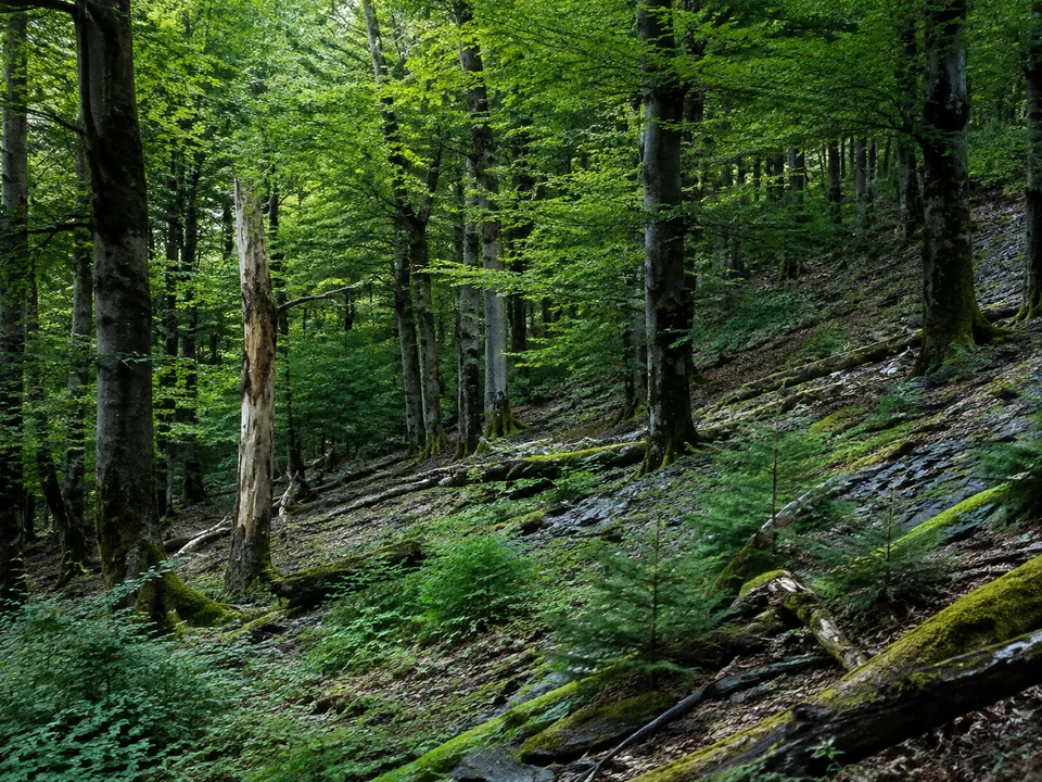 Kellerwaldhöhen: naturnaher Buchenwald auf schieferigem Hang