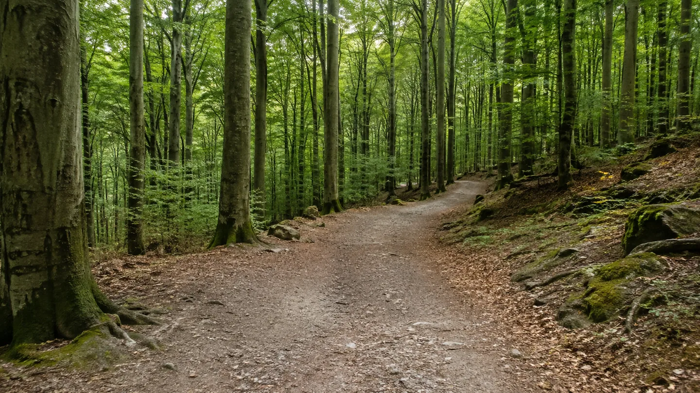 Kellerwaldsteig: Kellerwaldsteig: breiter Waldweg durch alten Buchenbestand über sanften Kellerwaldkuppen