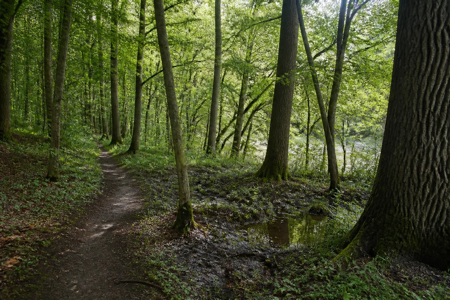 Schmaler Waldweg durch feuchten Laubwald im Kerpener Bruch