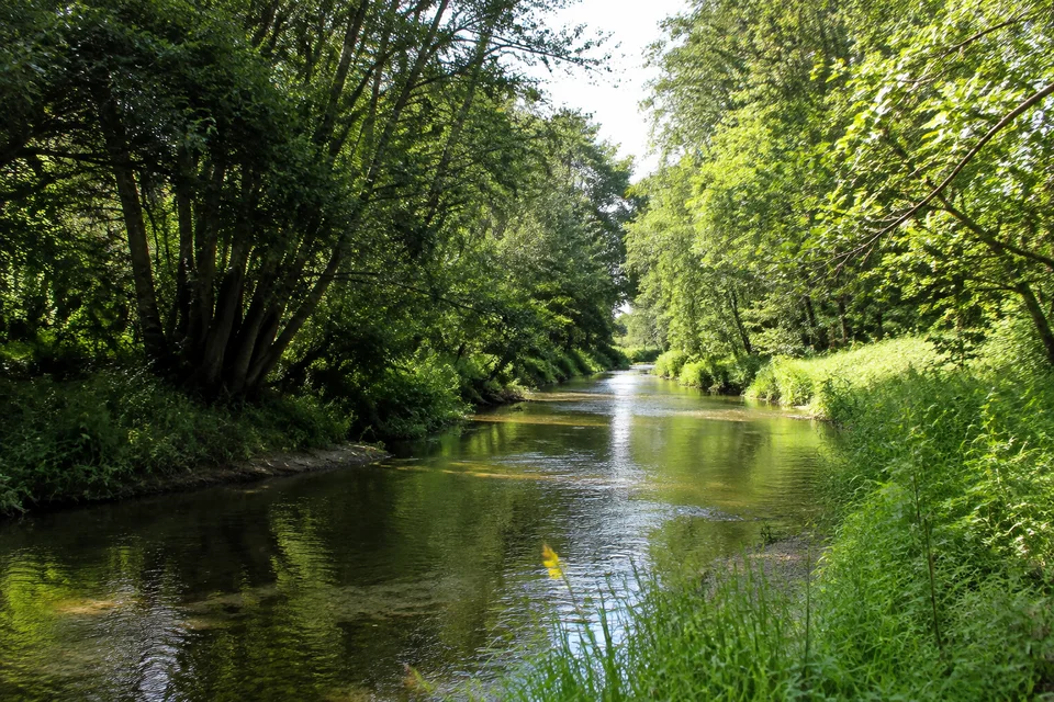 Schwentine bei Kiel: Schmaler grüner Flusslauf zwischen Erlen und Laubwald in flachem Tal am Stadtrand