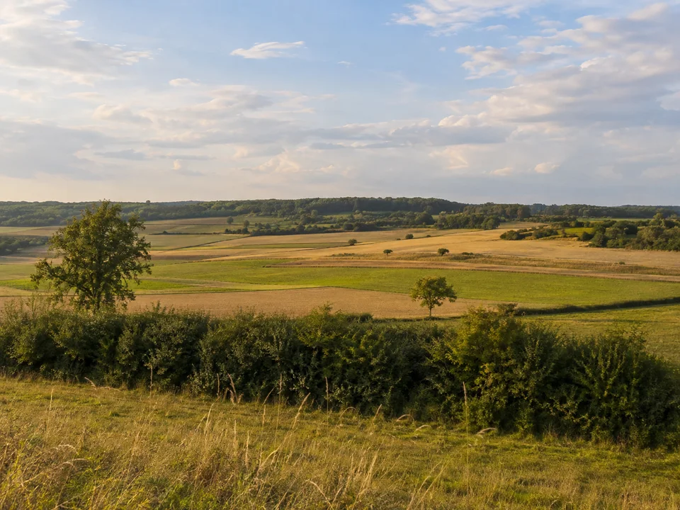 Eherieder Feldlandschaft: Leicht wellige offene Felder im Eherieder Tal westlich Kitzingens mit Hecken und einzelnen Obstbäumen