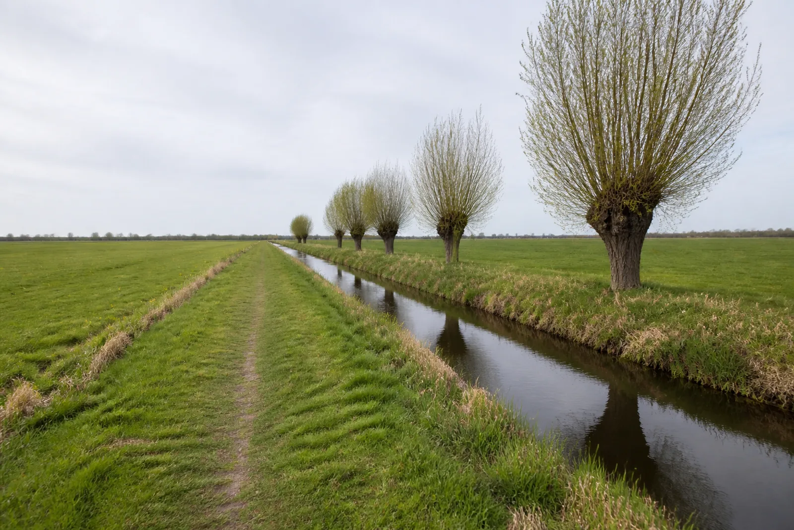 Flacher Wiesenweg durch die Düffel bei Kleve-Rindern